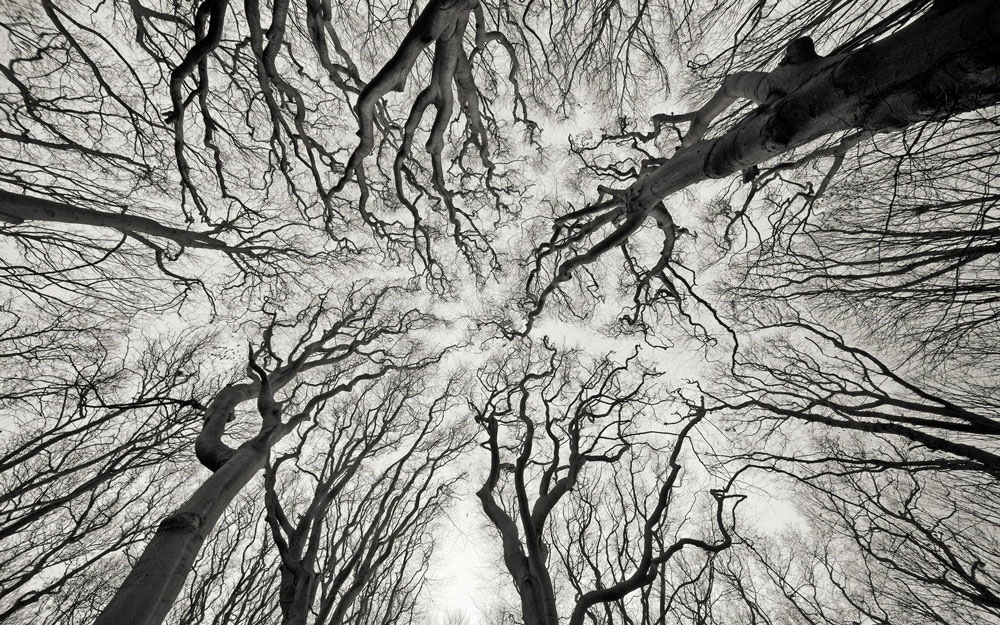 1 fractal trees